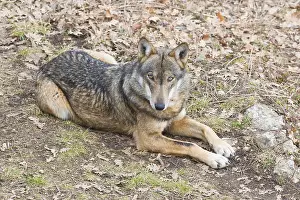 Canis Lupus Images Drucke: Italian Wolf