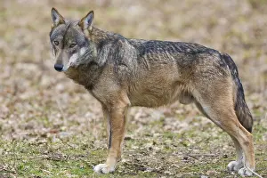 Canidae Species Drucke: Italian Wolf