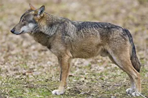 Canis Lupus Images Drucke: Italian Wolf