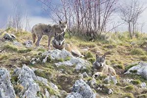 Mammals Of Europe Drucke: Italian Wolves