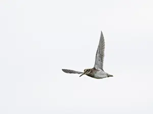 Wildlife Fauna Europe Drucke: Jack Snipe;Lymnocryptes minimus