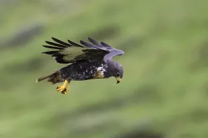 Gerahmter Druck : Jackal Buzzard, Buteo rufofuscus Gerahmter Druck : Jackal Buzzard, Buteo rufofuscus