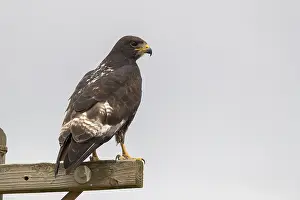 South African Wildlife Photos Drucke: Jackal Buzzard, Buteo rufofuscus
