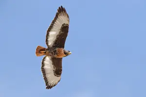 Raptor Wildlife Photography Drucke: Jackal Buzzard, Buteo rufofuscus