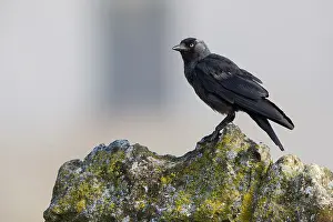 Nature Photography Italy Drucke: Jackdaw