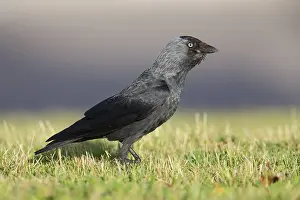 Bilder Datiert 30. Mai 2015: Jackdaw