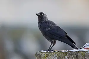 European Nature Reserve Birds Drucke: Jackdaw