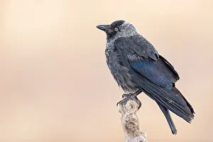 Juni Drucke: Kreischenstocher; Corvus monedula