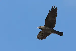 Birds In Flight Europe Drucke: Jackdaw in flight