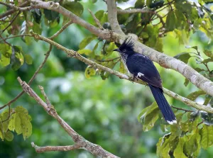 African Wild Animal Pictures Drucke: Jacobin Cuckoo, Clamator jacobinus