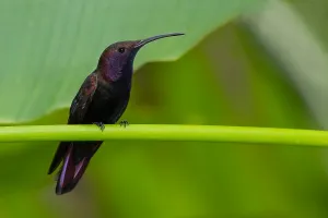 Jamaikanischer Mangoroh, Anthracothorax mango