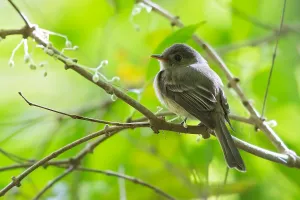 Caribbean Island Birds Drucke: Jamaican Pewee