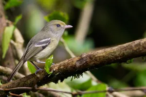 Caribbean Island Birds Drucke: Jamaican Vireo