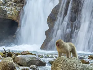 Snow Monkey Japan Drucke: Japanese Macaque, Macaca fuscata