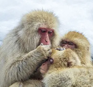 Snow Monkey Japan Drucke: Japanese Macaque, Macaca fuscata