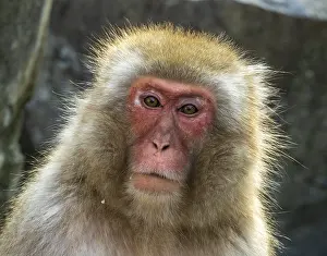 Asian Mammal Species Drucke: Japanese Macaque, Macaca fuscata