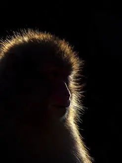 Asian Mammal Species Drucke: Japanese Macaque, Macaca fuscata