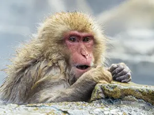 Snow Monkey Japan Drucke: Japanese Macaque, Macaca fuscata