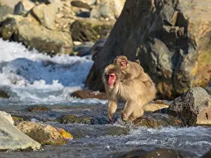 Snow Monkey Japan Drucke: Japanese Macaque, Macaca fuscata