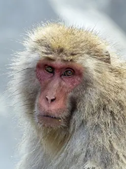 Asian Mammal Species Drucke: Japanese Macaque, Macaca fuscata