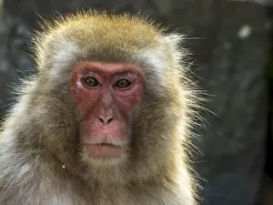 Snow Monkey Japan Drucke: Japanese Macaque, Macaca fuscata