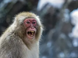 Jigokudani Monkey Park Drucke: Japanese Macaque, Macaca fuscata