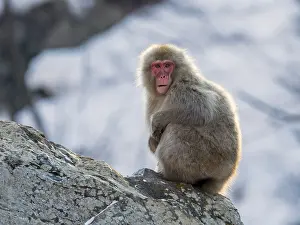Snow Monkey Japan Drucke: Japanese Macaque, Macaca fuscata