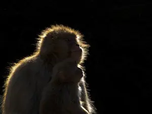 März Drucke: Japanischer Makak, Macaca fuscata