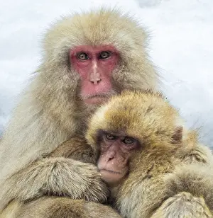 Asian Primate Species Drucke: Japanese Macaque, Macaca fuscata