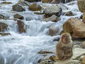 Snow Monkey Japan Drucke: Japanese Macaque, Macaca fuscata
