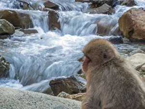 Japanischer Makak, Macaca fuscata