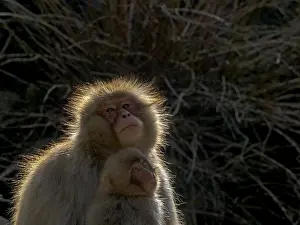 Asian Primate Species Drucke: Japanese Macaque, Macaca fuscata