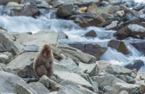 Asian Primate Species Drucke: Japanese Macaque, Macaca fuscata