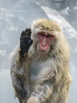 Snow Monkey Japan Drucke: Japanese Macaque, Macaca fuscata