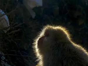 Japanischer Makak, Macaca fuscata