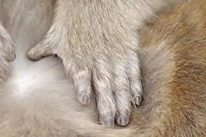 Snow Monkey Japan Drucke: Japanese macaque; Macaca fuscata
