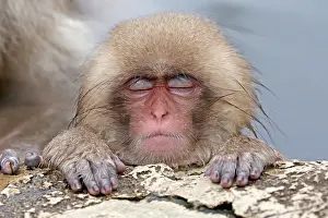 Snow Monkey Japan Drucke: Japanese macaque; Macaca fuscata