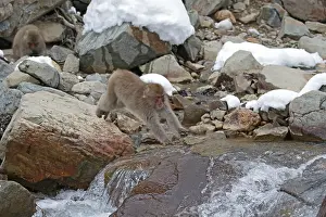Asian Mammal Species Drucke: Japanese macaque; Macaca fuscata