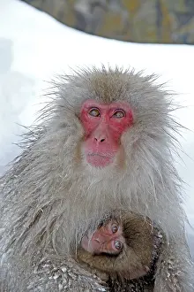 Macaca Fuscata Images Drucke: Japanese macaque; Macaca fuscata