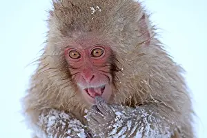 Asian Wildlife Drucke: Japanese macaque; Macaca fuscata