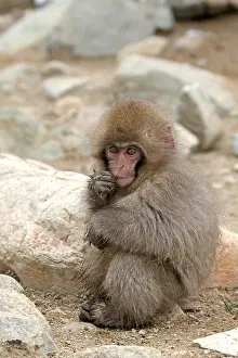 Snow Monkey Japan Drucke: Japanese macaque; Macaca fuscata