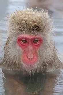Snow Monkey Japan Drucke: Japanese macaque; Macaca fuscata