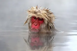 Snow Monkey Japan Drucke: Japanese macaque; Macaca fuscata