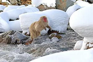 Macaca Fuscata Images Drucke: Japanese macaque; Macaca fuscata