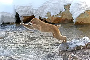 Macaca Fuscata Images Drucke: Japanese macaque; Macaca fuscata
