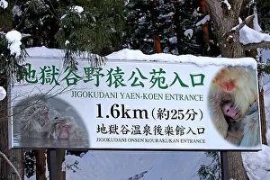 Japanese Macaque Drucke: Japanese macaque; Macaca fuscata