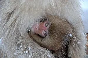 Japanese Macaque Drucke: Japanese macaque; Macaca fuscata