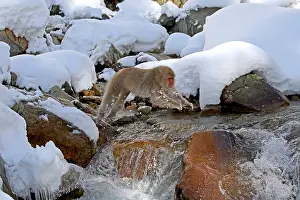Macaca Fuscata Images Drucke: Japanese macaque; Macaca fuscata