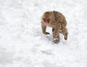 Japanese Macaque Drucke: Japanese macaque; Macaca fuscata