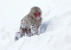 Japanese Macaque Drucke: Japanese macaque; Macaca fuscata
